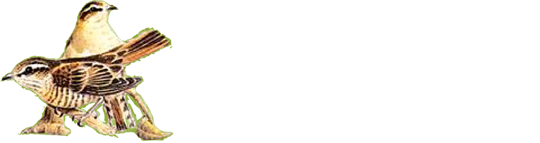 logo for Ardoch Stories